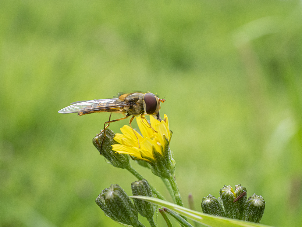 IMAGES\Kleine Streepzaad (crepis capillaris)\P1280053_sm.jpg